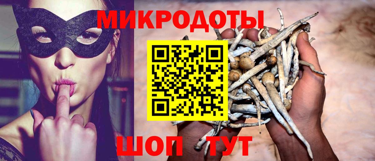 Галлюциногенные грибы Psilocybe Черняховск